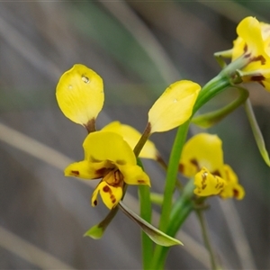 Calochilus platychilus at Cook, ACT - Yesterday by Rheardy