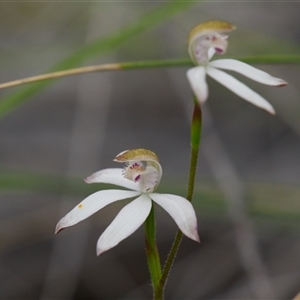Caladenia moschata (Musky Caps) at Cook, ACT - Yesterday by Rheardy