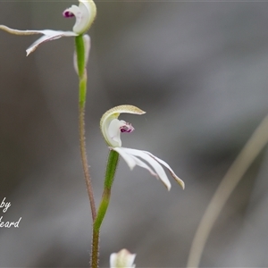 Caladenia moschata (Musky Caps) at Cook, ACT - Yesterday by Rheardy