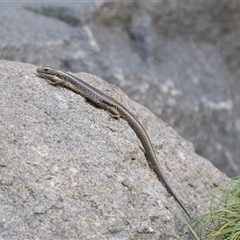 Eulamprus sp. (genus) (Water Skink) at Adelaide, SA - 22 Sep 2025 by AlisonMilton