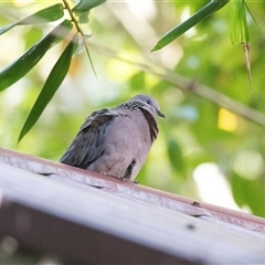 Spilopelia chinensis at Adelaide, SA - 22 Sep 2025 by AlisonMilton