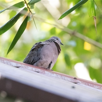 Spilopelia chinensis at Adelaide, SA - 22 Sep 2025 by AlisonMilton