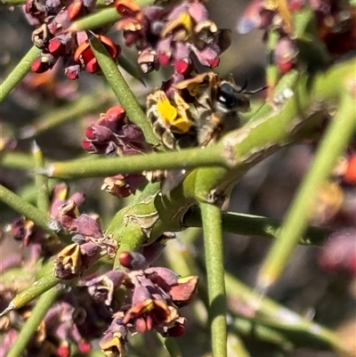 Unverified Bee (Hymenoptera, Apiformes) at West Wyalong, NSW - 29 Sep 2025 by StrongM