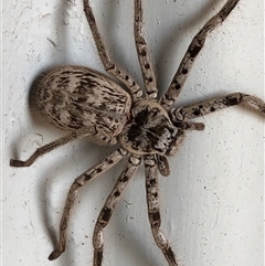 Unverified Huntsman spider (Sparassidae) at Crowther, NSW - Yesterday by Frecko