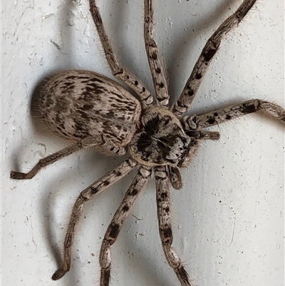 Unverified Huntsman spider (Sparassidae) at Crowther, NSW - Yesterday by Frecko
