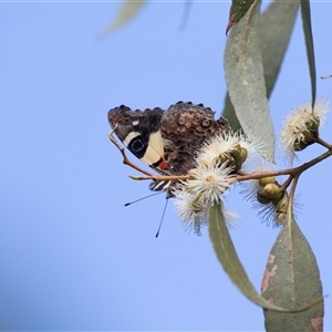 Vanessa itea (Yellow Admiral) at Adelaide, SA - 22 Sep 2025 by AlisonMilton