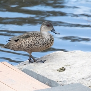 Anas gracilis at Adelaide, SA - 22 Sep 2025 by AlisonMilton
