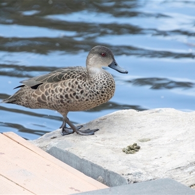 Anas gracilis at Adelaide, SA - 22 Sep 2025 by AlisonMilton