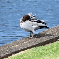 Chenonetta jubata at North Adelaide, SA - 22 Sep 2025 by AlisonMilton