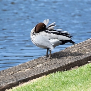 Chenonetta jubata at North Adelaide, SA - 22 Sep 2025 by AlisonMilton