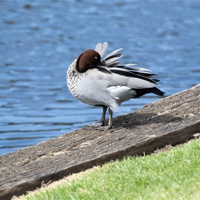 Chenonetta jubata at North Adelaide, SA - 22 Sep 2025 by AlisonMilton