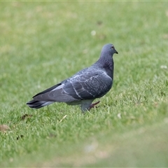 Columba livia (Rock Dove (Feral Pigeon)) at Adelaide, SA - 22 Sep 2025 by AlisonMilton