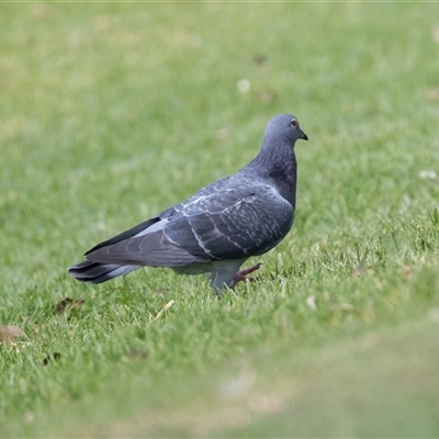 Columba livia (Rock Dove (Feral Pigeon)) at Adelaide, SA - 22 Sep 2025 by AlisonMilton