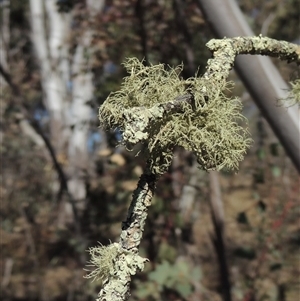 Usnea sp. (genus) at Tharwa, ACT - 31 Aug 2025 by MichaelBedingfield