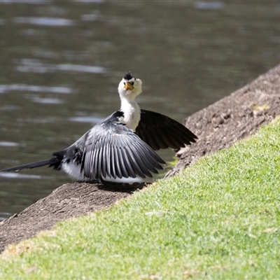 Microcarbo melanoleucos at North Adelaide, SA - 22 Sep 2025 by AlisonMilton