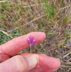 Linaria pelisseriana (Pelisser's Toadflax) at Chapman, ACT - Yesterday by psheils