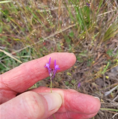 Linaria pelisseriana (Pelisser's Toadflax) at Chapman, ACT - Yesterday by psheils