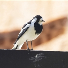 Grallina cyanoleuca (Magpie-lark) at Adelaide, SA - 22 Sep 2025 by AlisonMilton