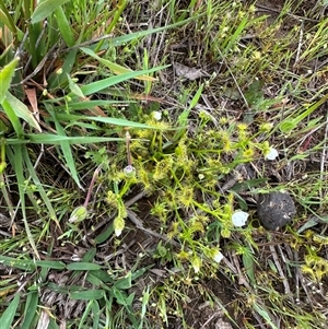 Drosera (genus) at Murrumbateman, NSW - Today by Batogal