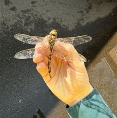 Anax papuensis (Australian Emperor) at Yarralumla, ACT - Yesterday by LouiseSproule