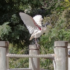 Threskiornis molucca at Adelaide, SA - 22 Sep 2025 by AlisonMilton