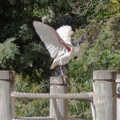 Threskiornis molucca at Adelaide, SA - 22 Sep 2025 by AlisonMilton