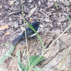 Rhipidura leucophrys at Adelaide, SA - 22 Sep 2025 by AlisonMilton
