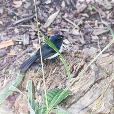 Rhipidura leucophrys at Adelaide, SA - 22 Sep 2025 by AlisonMilton