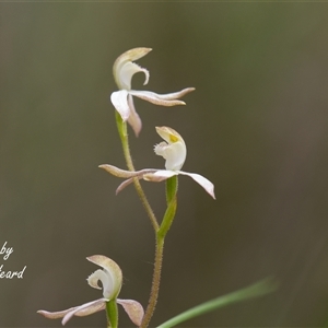 Caladenia moschata (Musky Caps) at Aranda, ACT - Yesterday by Rheardy