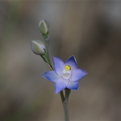 Thelymitra (genus) at Aranda, ACT - 21 Oct 2025 by Rheardy