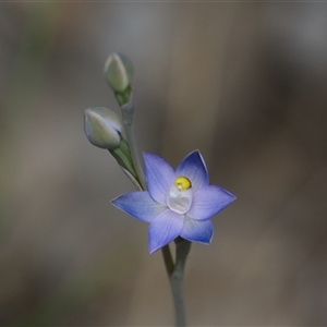 Thelymitra (genus) at Aranda, ACT - Yesterday by Rheardy
