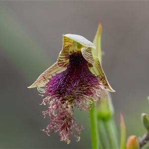 Calochilus platychilus (Purple Beard Orchid) at Aranda, ACT - Yesterday by Rheardy