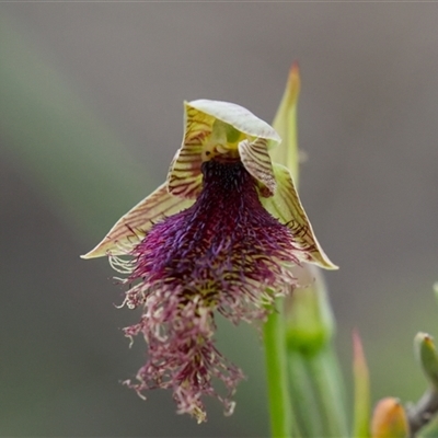 Calochilus platychilus (Purple Beard Orchid) at Aranda, ACT - 21 Oct 2025 by Rheardy