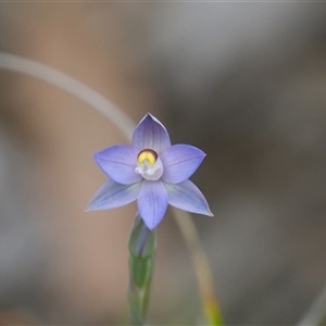 Thelymitra (genus) at Bruce, ACT - Yesterday by Rheardy
