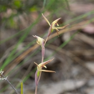 Lyperanthus suaveolens (Brown Beaks) at Bruce, ACT - Yesterday by Rheardy