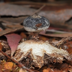 Geastrum tenuipes (An earthstar) at Acton, ACT - Yesterday by TimL