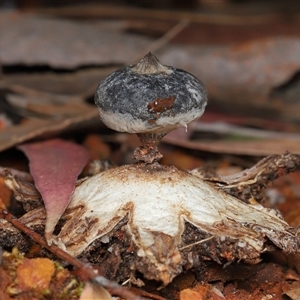 Geastrum tenuipes at Acton, ACT - Today by TimL