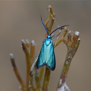 Pollanisus viridipulverulenta at Aranda, ACT - Yesterday by Rheardy