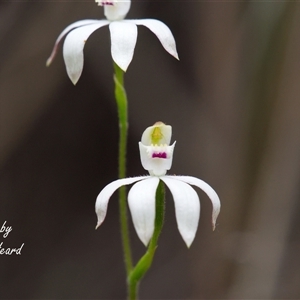 Caladenia moschata (Musky Caps) at Aranda, ACT - Yesterday by Rheardy