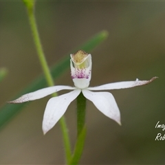 Caladenia moschata (Musky Caps) at Aranda, ACT - 21 Oct 2025 by Rheardy