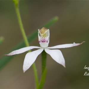 Caladenia moschata (Musky Caps) at Aranda, ACT - Yesterday by Rheardy