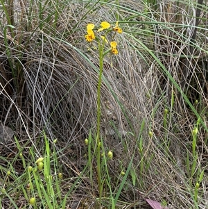 Diuris nigromontana (Black Mountain Leopard Orchid) at Cook, ACT - Today by CathB