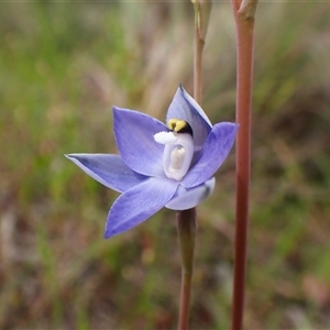 Thelymitra nuda (Scented Sun Orchid) at Cook, ACT - Today by CathB