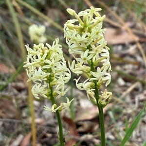 Stackhousia monogyna at Cook, ACT - Today by CathB
