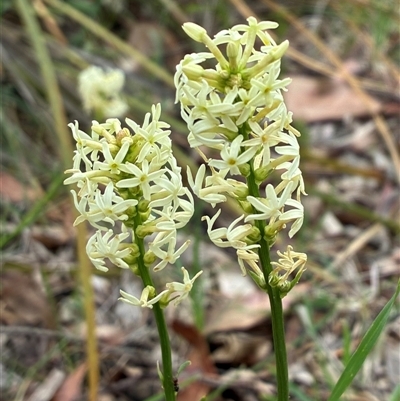 Stackhousia monogyna (Creamy Candles) at Cook, ACT - Yesterday by CathB