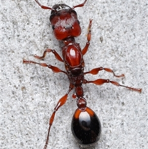 Podomyrma gratiosa at Acton, ACT - Today by TimL