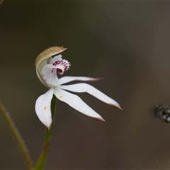 Caladenia moschata (Musky Caps) at Aranda, ACT - 21 Oct 2025 by Rheardy