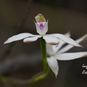 Caladenia sp. at Aranda, ACT - Yesterday by Rheardy