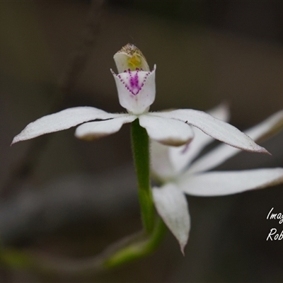 Caladenia moschata (Musky Caps) at Aranda, ACT - 21 Oct 2025 by Rheardy
