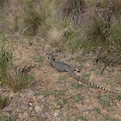 Varanus rosenbergi (Heath or Rosenberg's Monitor) at Booth, ACT - 16 Jan 2025 by ChrisSutevski
